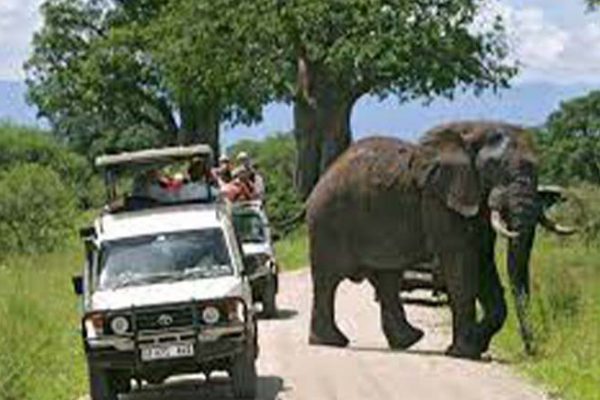 Arusha National Park Safari