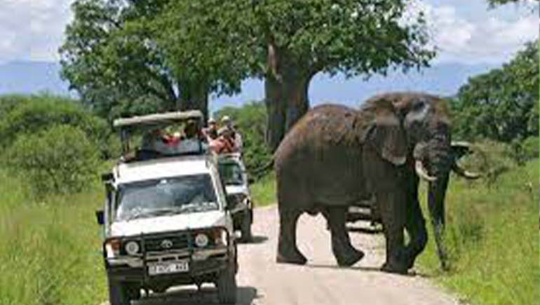 Arusha National Park Safari