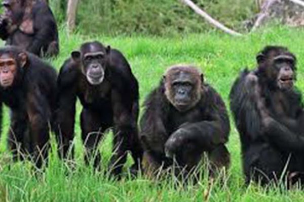 Gombe Stream National Park Safari