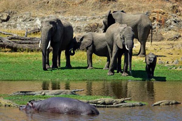 Ruaha National Park Safari