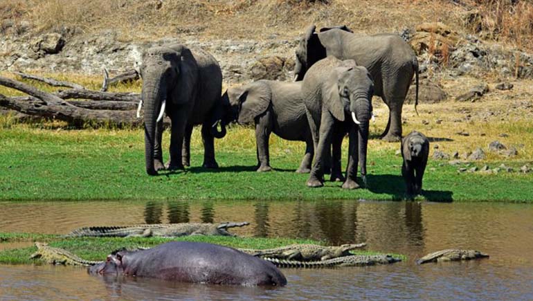 Ruaha National Park Safari