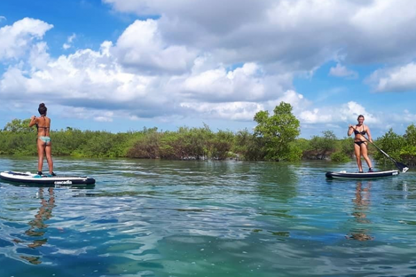 Swap Trip in Mangrove Swamp