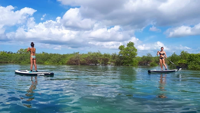 Swap Trip in Mangrove Swamp